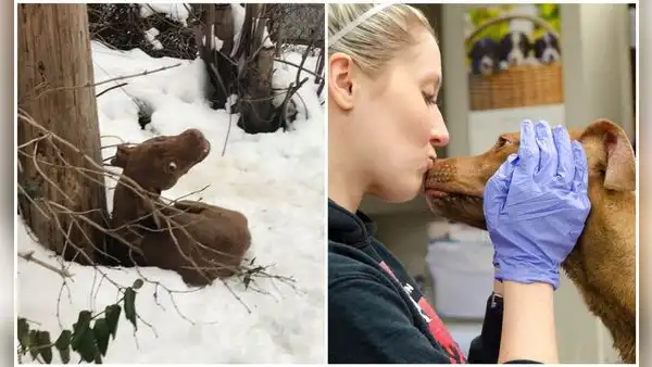 Tierno perrito se ‘emociona’ al descubrir que iba a ser rescatado de la nieve