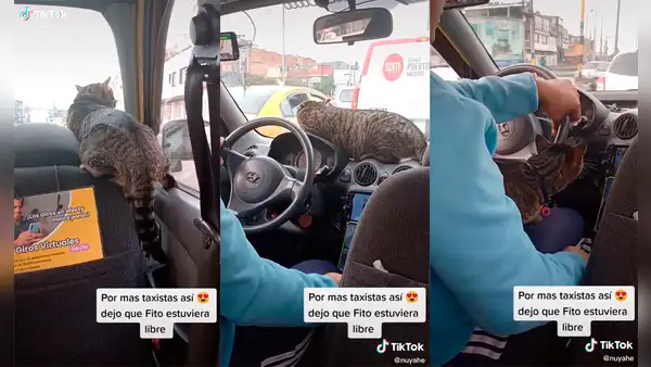 Sube a un taxi con su gato y chofer permite que el minino salga de su transportadora