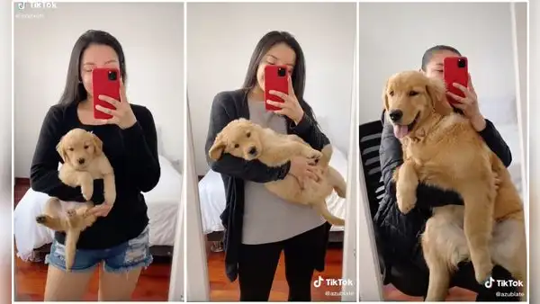 Mujer asombra con el acelerado crecimiento de su cachorra a una perrita adulta en 12 meses