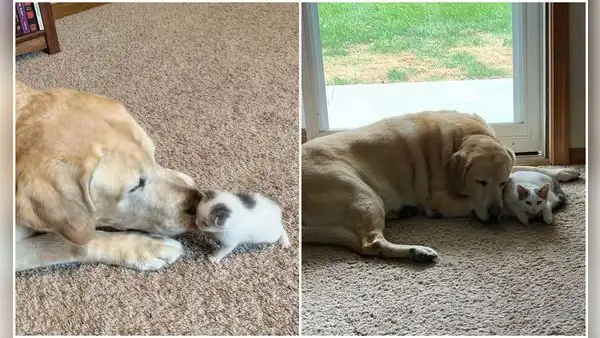 Perrito viejo y gatita callejera forman una fuerte amistad que cautiva en las redes
