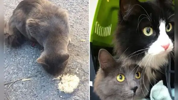 Regalan comida a gatita callejera y esta les ‘presenta’ a su hermanita para que las adopten