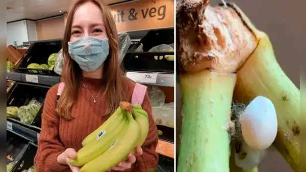 Compra plátanos en el supermercado y se sorprende al ver un huevo de lagartija en el tallo