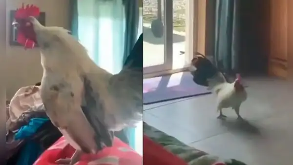 Gallo ingresa a la habitación de su dueña para despertarla con su cacareo