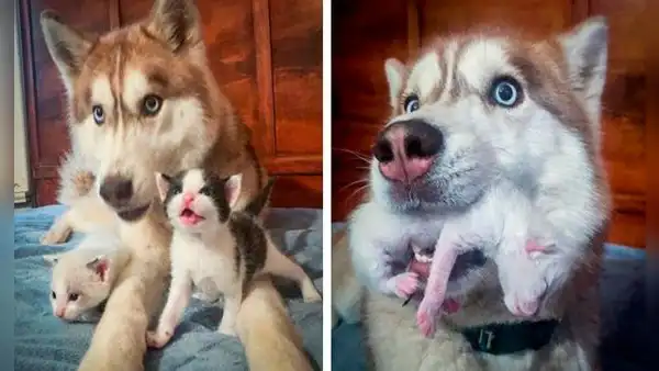 Perrita adopta a gatitos tras encontrarlos dentro de una caja abandonada en el bosque 