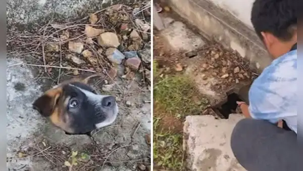 Joven le salva la vida a perro callejero que tenía la cabeza atascada en una alcantarilla