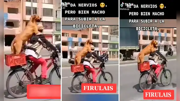 Perro aprende a subir a la bicicleta de su dueño para salir con él de paseo