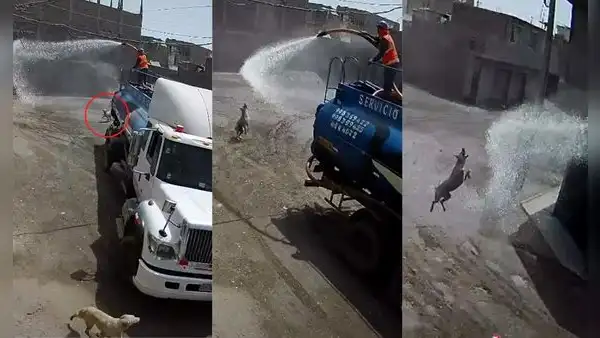 Perrito corre detrás de un camión cisterna para disfrutar del agua y refrescarse
