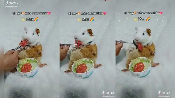 Presentan al cuy más consentido llamado Max y conquista en redes sociales