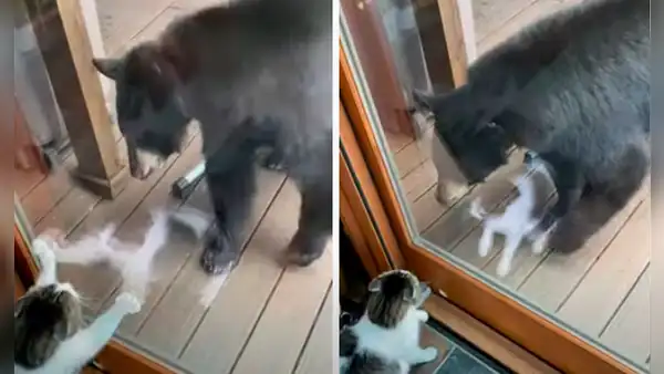 Gato ‘furioso’ salta hacia la puerta de vidrio y evita que oso ingrese a la casa de su amo 