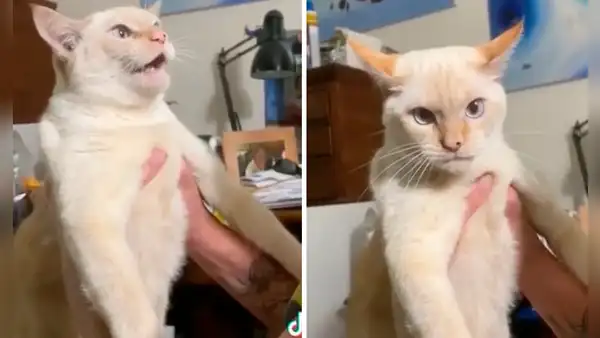 Tierno gatito convive junto a varios perros y aprende a ladrar como uno de ellos