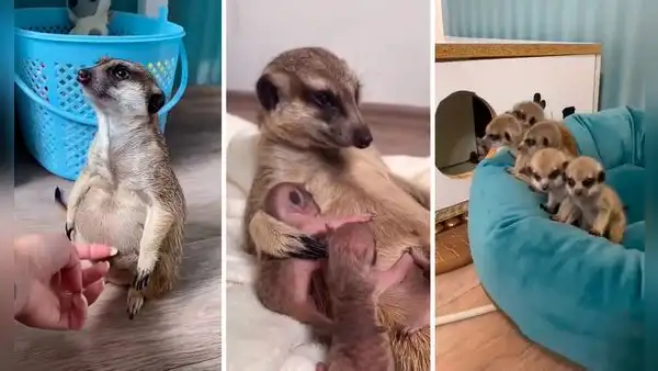 Suricata queda preñada y su dueña graba todo el proceso hasta el nacimiento de las crías 