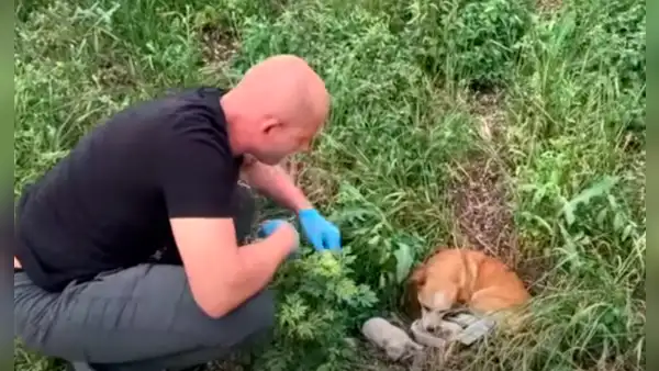 Hombre se detiene en plena carretera para rescatar a una perrita y a sus crías