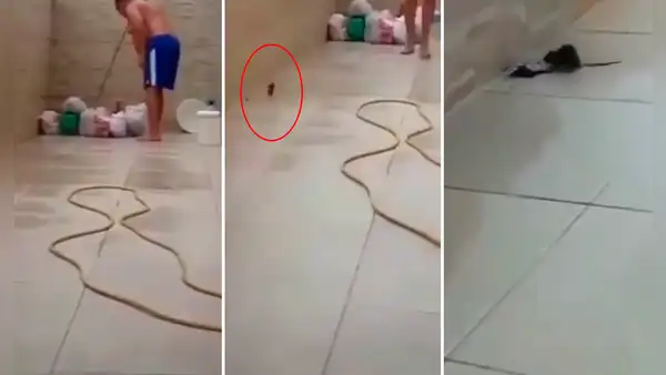 Rata retira la tapa de un desagüe para evitar ser capturada por el dueño de una vivienda