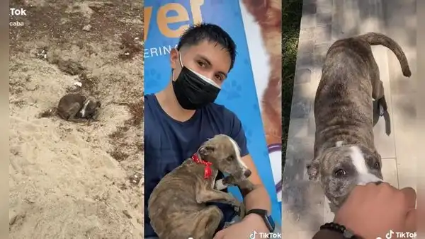 Joven adopta a un perrito de la calle e impresiona a miles con su nuevo aspecto