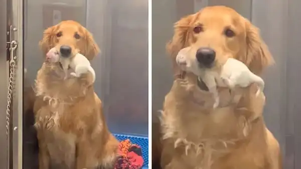 Perrita se emociona por el nacimiento de sus cachorritos y se los enseña a sus dueños