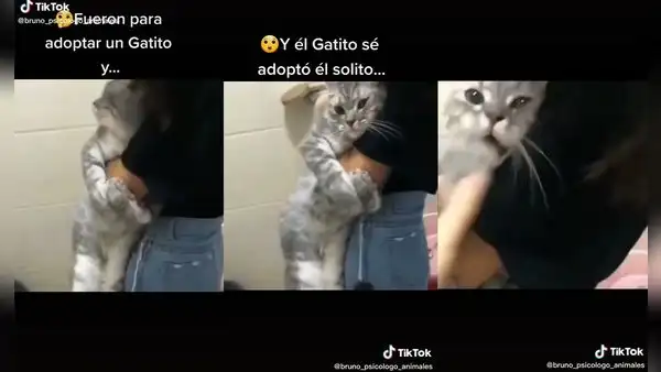 Mujer va a un albergue de animales y gatito abandonado la ‘escoge’ para que sea su dueña