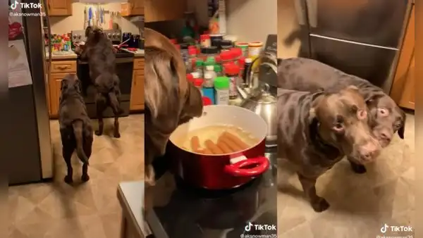 Perritos aprovechan la ausencia de su dueño para comerse los hot dogs de la olla