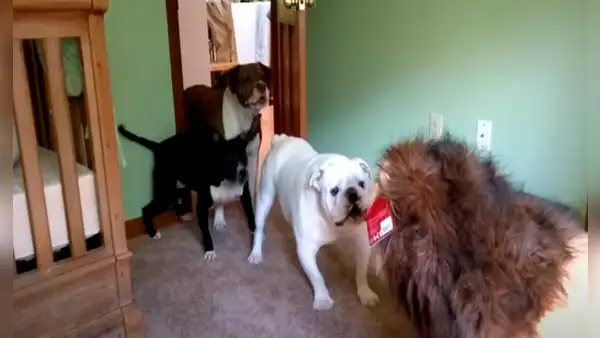 Juegan broma a perros con peluche en forma de león y estos tienen inesperada reacción