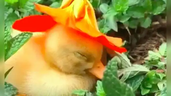 Patito se duerme con un sombrero de flores en la cabeza y se roba el corazón de los cibernautas