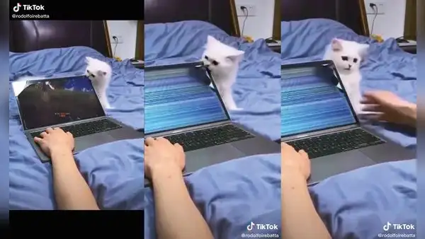 Travieso gatito fastidia a su dueño mientras juega en línea y le malogra su laptop 