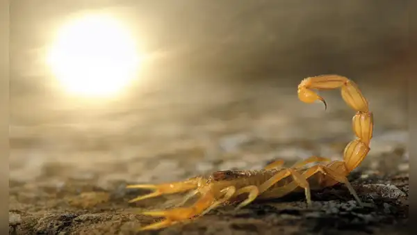 ¿Qué significa Soñar con alacranes?