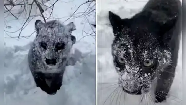 Mujer queda cerca de un animal cubierto de nieve y descubre que es una pantera salvaje