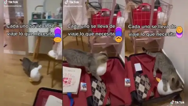 Gatito alista su pato de peluche al observar que su dueña preparaba su maleta de viaje