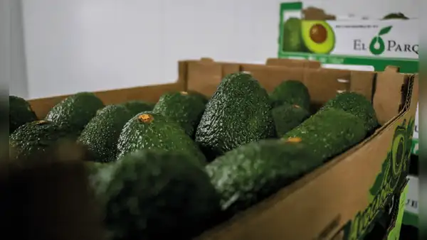 Tipos de palta: conoce las variedades de este fruto y cuáles se cultivan en el Perú