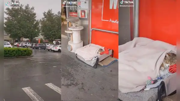 Supermercado modifica su ingreso para que gatito callejero pueda descansar