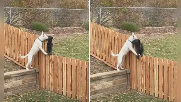 Perro corre hacia la valla de su hogar para abrazar a su mejor amigo 
