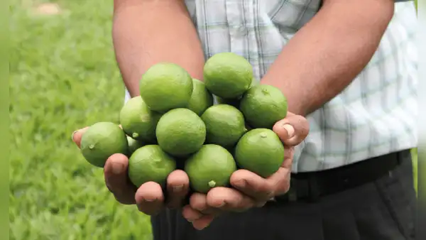 El limón: conoce sus variedades, características y usos