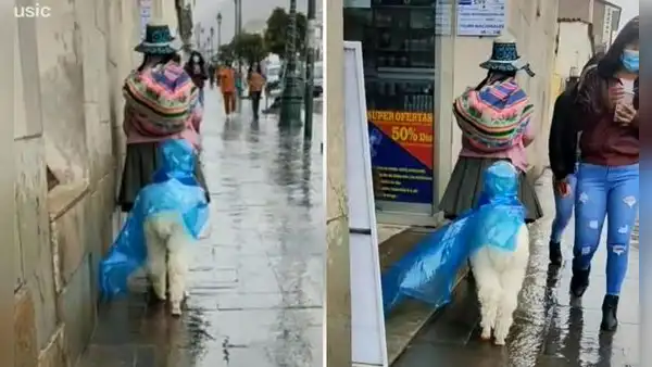 Mujer cuida a su alpaca para que no se moje con la lluvia y la viste con un poncho impermeable
