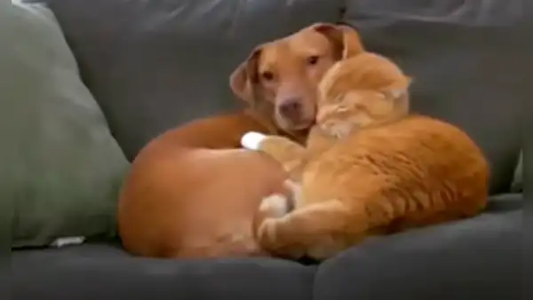 Conoce la historia de Joules y Kelvin, el perro y gato que se han convertido en ‘mejores amigos’