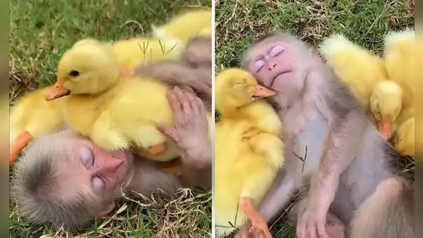 Patitos se ‘encariñan’ con un mono y duermen acurrucados a él