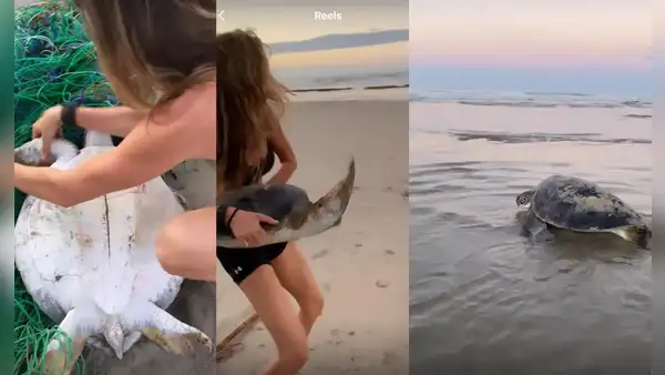 Gisele Bündchen salvó a una tortuga de morir atrapada en una red de pesca