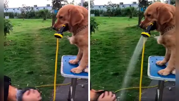 Perro agarra una manguera con su hocico para ayudar a su dueño a lavarse la cabeza 
