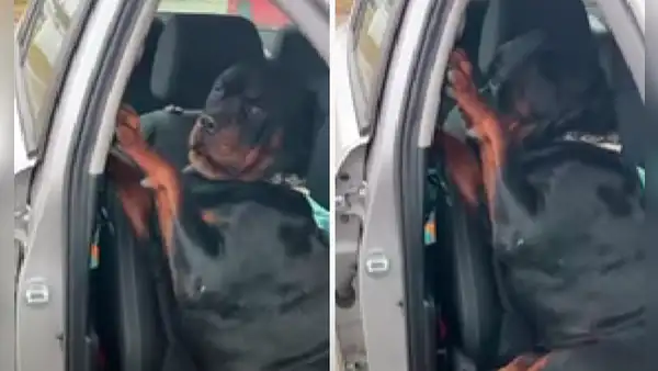 Perrito se niega a ir en el asiento delantero para ponerse junto a su dueño y viajar cómodo