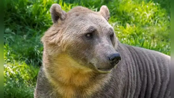 Grolar, la nueva especie de oso híbrido engendrada por el cambio climático