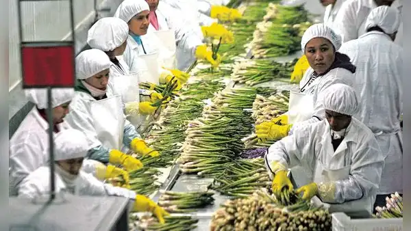 Aporte de agroexportadoras a EsSalud volverá a ser 6% desde el 1 de enero de 2024