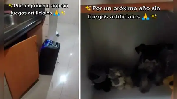 Familia protege a su perrito para que no se asuste por los fuegos artificiales de Año Nuevo