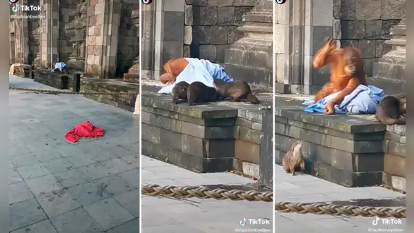 Orangután protagoniza divertida pelea con nutrias para que no le ‘roben’ su manta