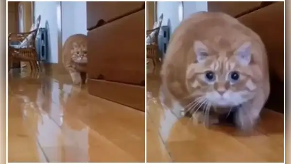 Gatito nota que sus dueños instalaron una cámara escondida y deja de hacer travesuras