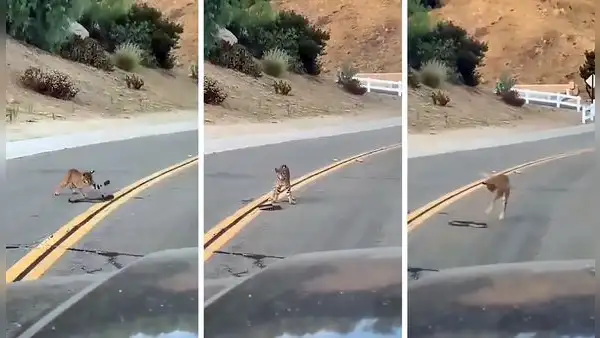Gato montés ‘juega’ temerariamente con letal serpiente en medio de la carretera