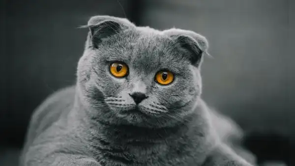 Estudio afirma que los cerebros de los gatos domésticos se han encogido