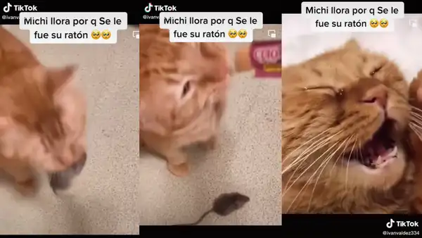 Gatito se pone triste al ver que el ratón que atrapó se le escapó