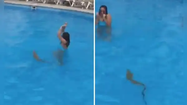 Iguanas se meten a la piscina de un club y dejan impactados a los asistentes