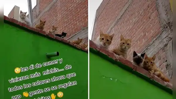 Joven da alimento a gatitos de la calle y felinos retornan a su casa con más amigos