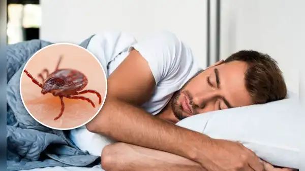 ¿Cuál es el verdadero significado de soñar con garrapatas?