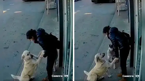 Joven detiene sus labores para acariciar a perritos callejeros que se le acercan
