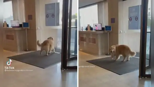 Perro camina distraído y se choca con una puerta de vidrio mientras paseaba con su dueña